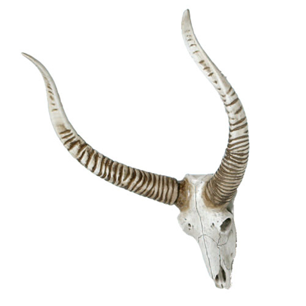 ANTELOPE HEAD